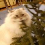 Boulevard of broken cats - Real Telegram