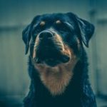 EthioPuppies - Real Telegram