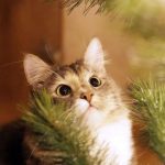 The Cat House - Real Telegram