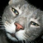 Cats - Real Telegram