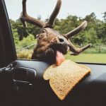 Deer gifs - Real Telegram