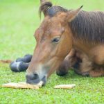 Horse gifs - Real Telegram