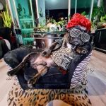 French Bulldog World - Real Telegram