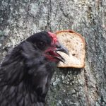 Chicken gifs (&friends) - Real Telegram