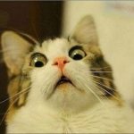 Funny Cats, Dogs Video - Real Telegram