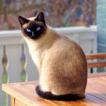 Cats Lovers - Real Telegram