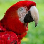 Science on Covid 19 Vaccine Virus - Real Telegram