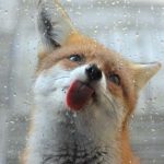 HourlyFoxes - Real Telegram