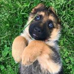 Angels Dog shop - Real Telegram