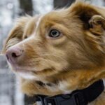 Cute dogs - Real Telegram