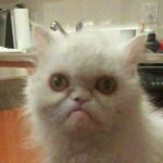 Broken Cats - Real Telegram