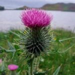 Scotland - Real Telegram