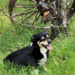 Sissy & Bubba’s Farmstead - Real Telegram