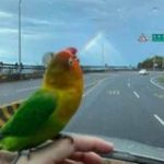 Midget memes, broken dreams - Real Telegram