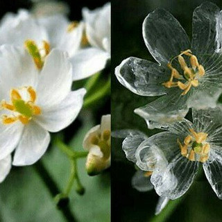 Facts & Figures - Real Telegram