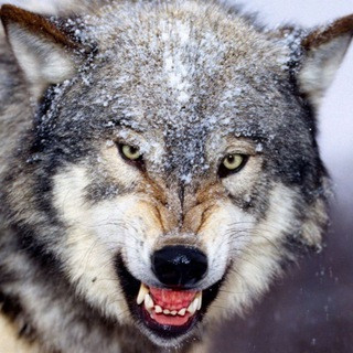 Apocalypse Signals - Real Telegram