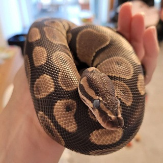 Ball Pythons World - Real Telegram