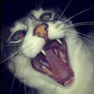 Barch Bot - Real Telegram