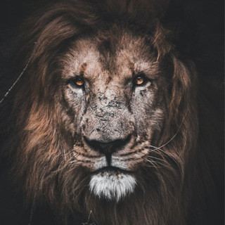 Bread Of Life - Real Telegram