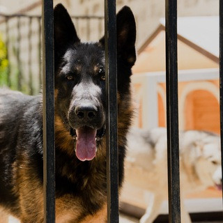 Canine Paradise - Real Telegram