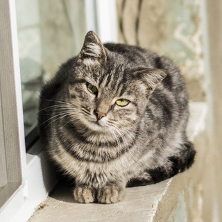 Living Ocean - Real Telegram