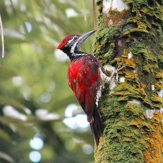 Ceylon Wildlife Photography - Real Telegram