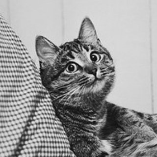 DailyCats - Real Telegram