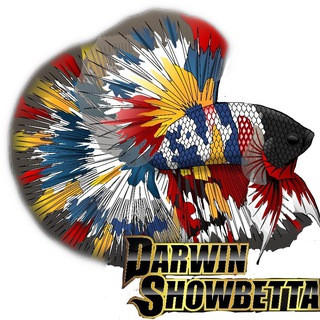 Darwin ShowBettas - Real Telegram