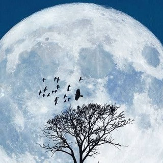 Domains Name Flipping - Real Telegram