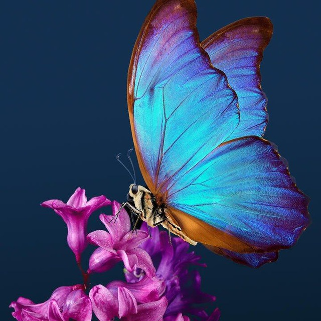 canal Music Archive - Real Telegram