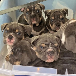 EnglishBulldogPuppyShop - Real Telegram