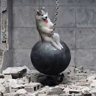 Funny videos & pictures - Real Telegram