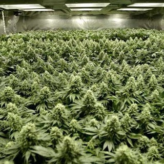 Growers Ebooks - Real Telegram