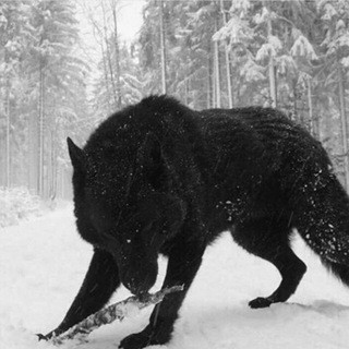 Grupuri Românești - Real Telegram