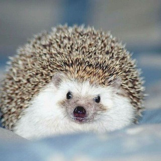 Beautiful Hedgehogs - Real Telegram