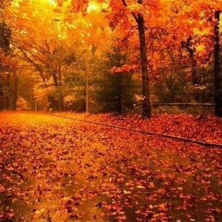 International gp - Real Telegram