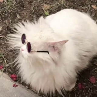 LION’S SHARE TRON & THE SYNERGY SQUAD - Real Telegram