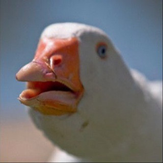 W E I R D - Real Telegram