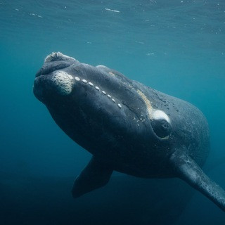 Mr.Crypto Whale - Real Telegram