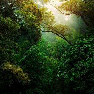 Nature Landscape Animal Photography Videos - TikTok Backup by AppleEditing [Mountains / Glaciers / Oceans / Switzerland] - Real Telegram