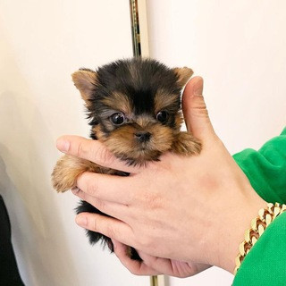 Paws_ home - Real Telegram