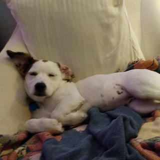 Pets pics & videos - Real Telegram