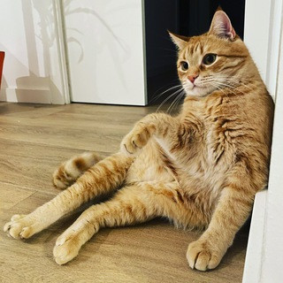 Product Manager’s Diary - Real Telegram