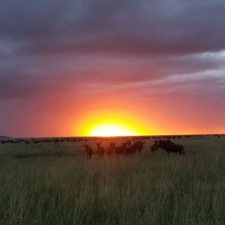 Travel and Tourism - Real Telegram