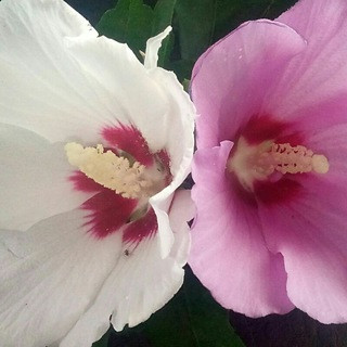 U.S.A LOVE & MARRAGE - Real Telegram