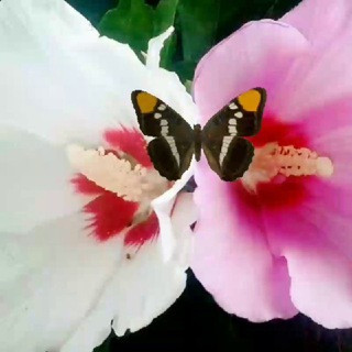 U.S.A Love, and Dating - Real Telegram