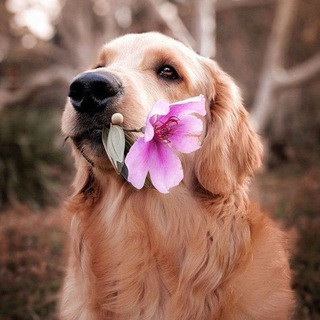 Daily dose of Cuteness - Real Telegram