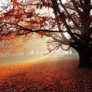 EARTHLY WONDERS - Real Telegram