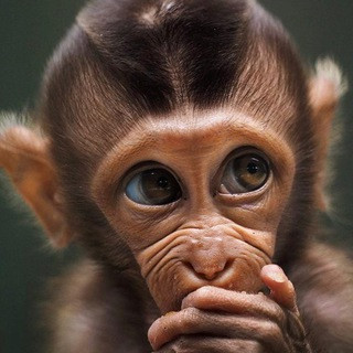 Wonderful Animal World - Real Telegram